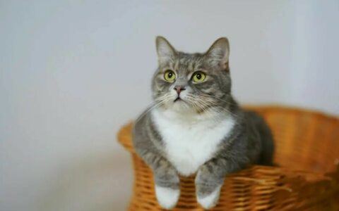 猫咪身上有虫怎么办？5 种有效方法，让你家猫咪告别瘙痒困扰！