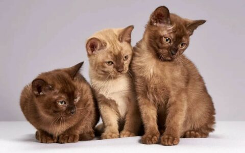 猫咪如何分辨白天和黑夜？揭秘猫咪的“夜视”能力和生物钟！