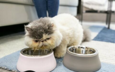 猫咪不爱喝水怎么办？4 个方法教你“骗”猫咪多喝水！