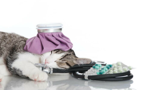 猫咪免疫力下降怎么办？发现 5 大征兆，科学增强体质