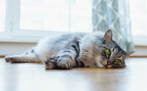猫发烧 3 步判断！症状、降温与 FIP 治疗费用，救猫必看！