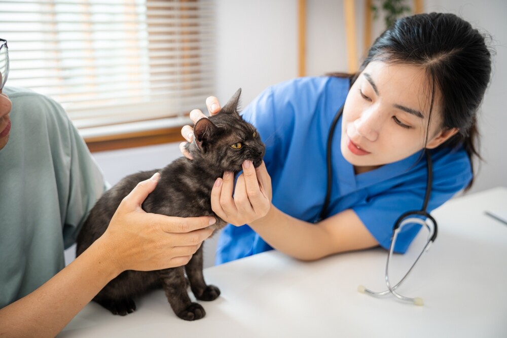 猫咪过瘦可能是 FIP?速查原因与健康增重指南!