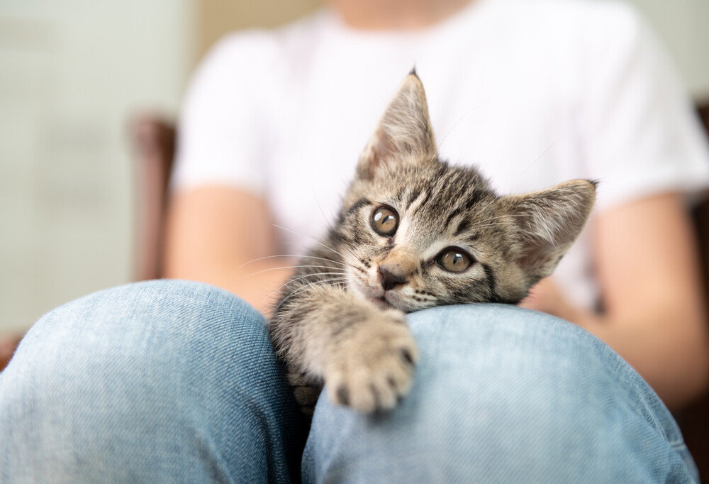 猫咪过瘦可能是 FIP?速查原因与健康增重指南!