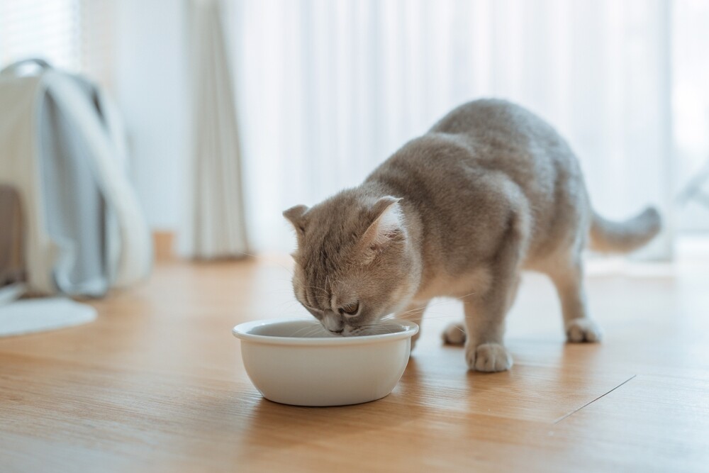 猫咪过瘦可能是 FIP？速查原因与健康增重指南！