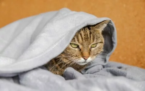 寒冷天气警告：猫咪保暖防感冒 5 招！热水器故障自查全攻略