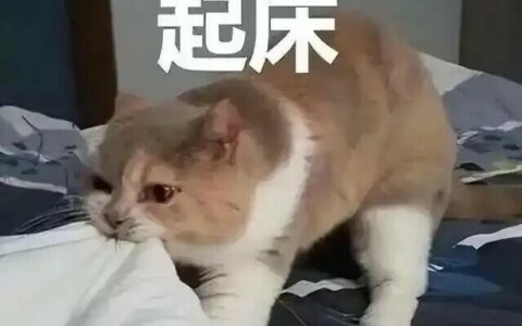 猫咪早上叫醒主人？揭秘 5 大原因，6 招让你告别“猫形闹钟”