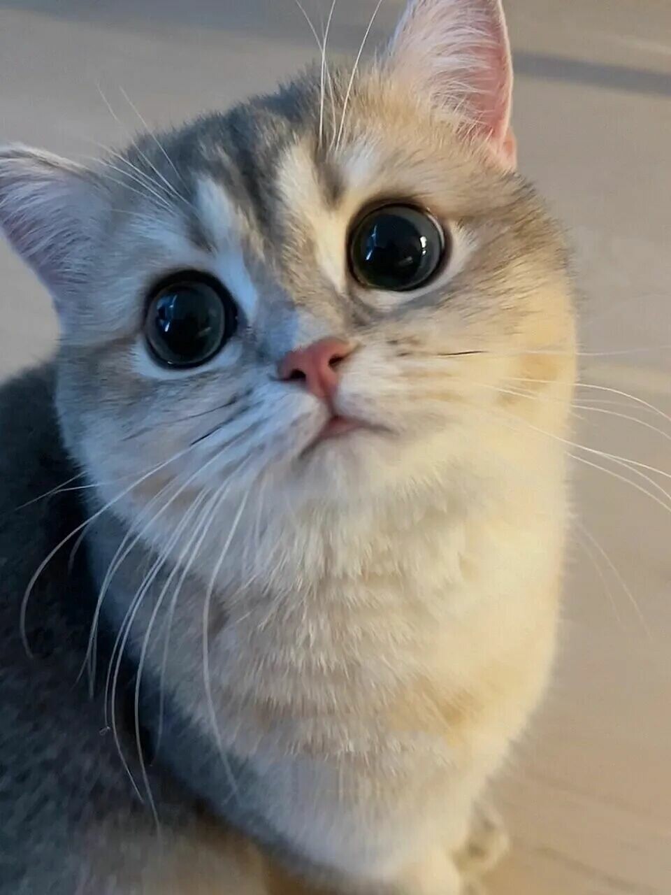 猫咪会想念主人吗?这四个细节揭秘无声思念