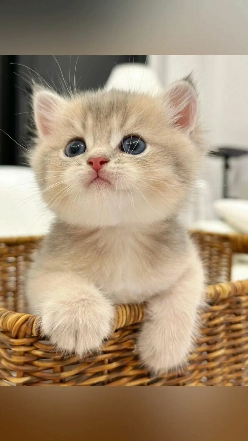 猫咪会想念主人吗?这四个细节揭秘无声思念