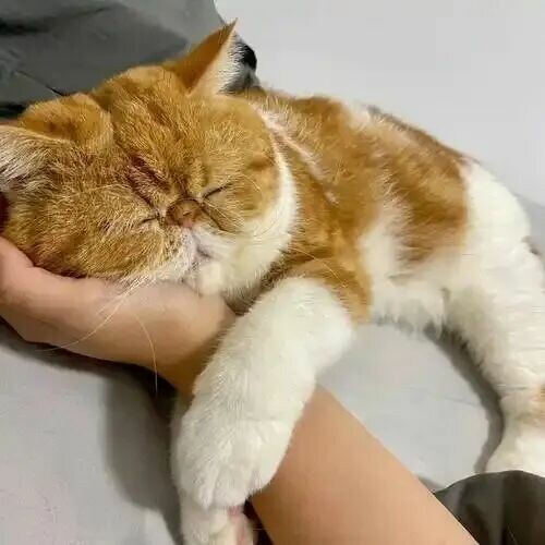 猫咪会想念主人吗?这四个细节揭秘无声思念