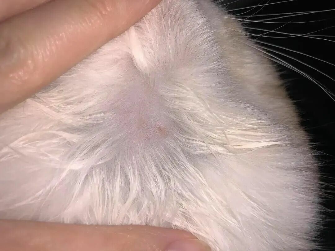 猫癣怎么治疗最快?做好这 3 点切断根源不传人
