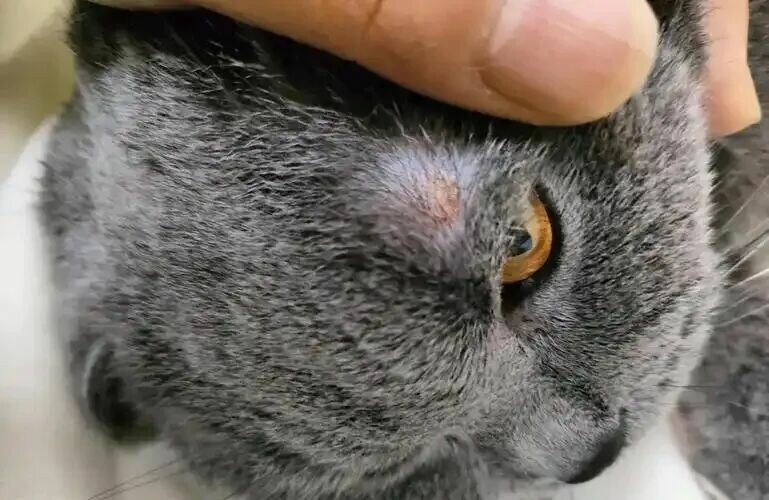 猫癣怎么治疗最快?做好这 3 点切断根源不传人