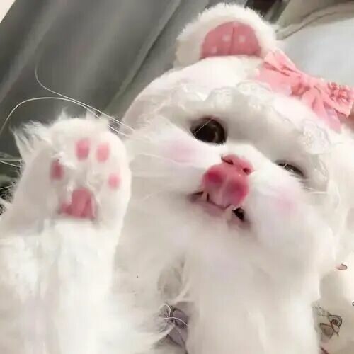 聪明还好养的猫咪：公认最省心的 5 种猫推荐
