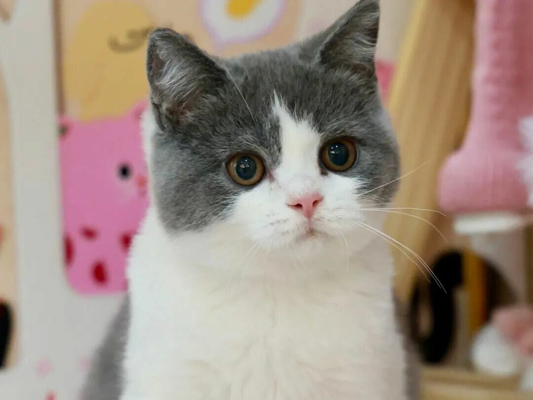 聪明还好养的猫咪：公认最省心的 5 种猫推荐