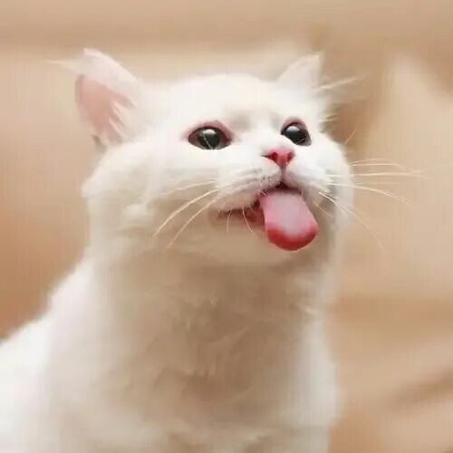 猫咪绝育的蛋蛋怎么处理?揭秘真相:别带走