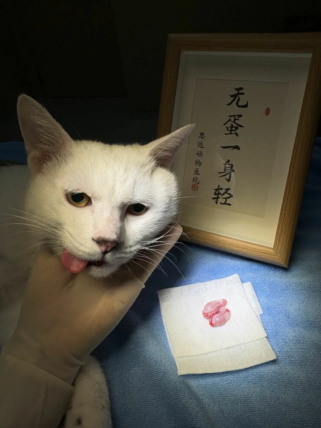猫咪绝育的蛋蛋怎么处理?揭秘真相:别带走