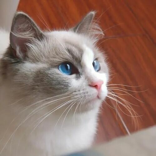 猫咪绝育的蛋蛋怎么处理?揭秘真相:别带走