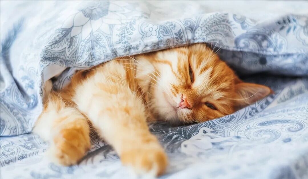 猫咪绝育前后注意事项：8 招教你避开 90% 的护理坑。