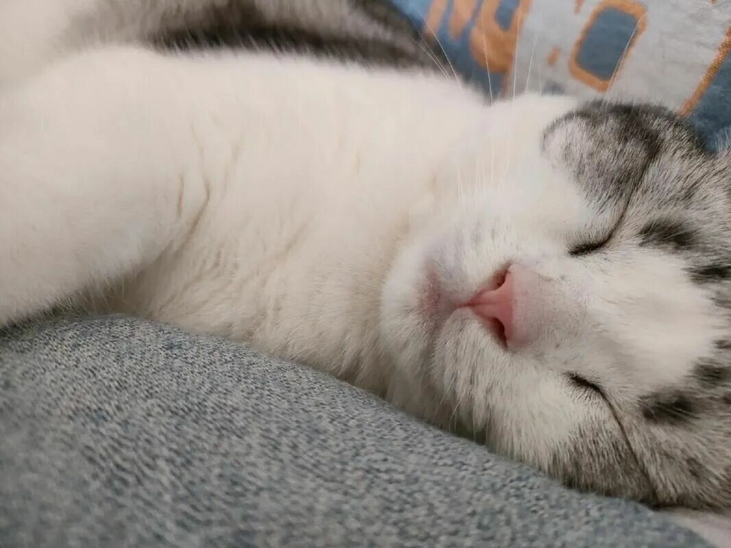猫咪绝育前后注意事项:8 招教你避开 90% 的护理坑。