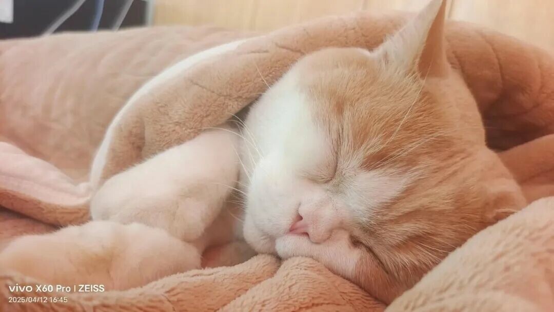 猫咪幸福的表现：这 3 种迹象说明你养得极好