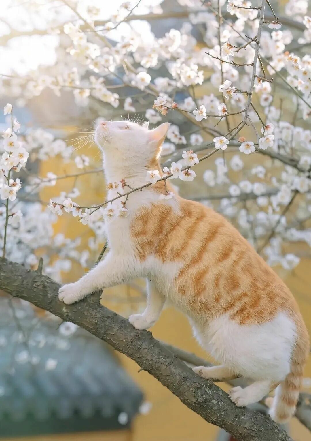 橘猫性格特点：2 个硬核优点与 1 个致命软肋