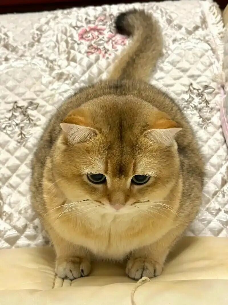 猪咪