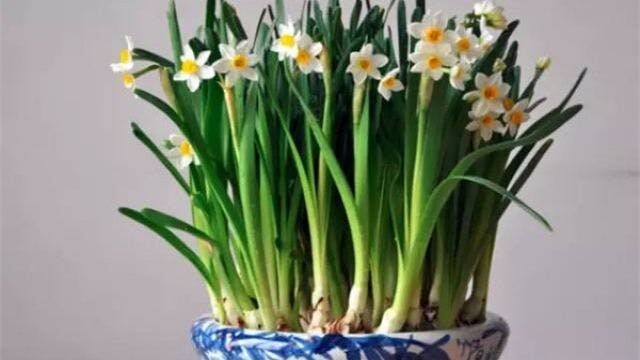 水仙(Narcissus spp)