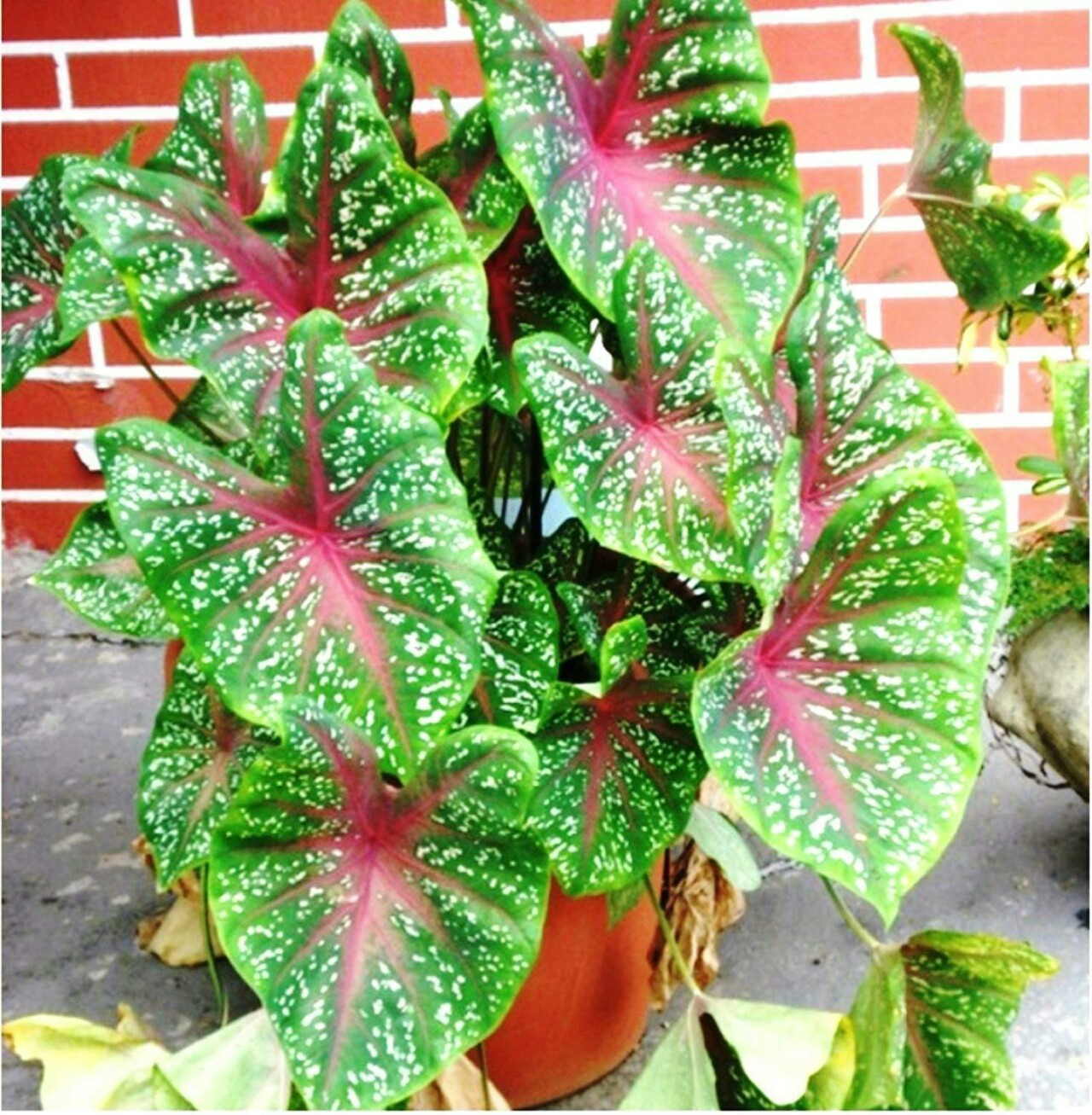 象耳(Caladium hortulanum)