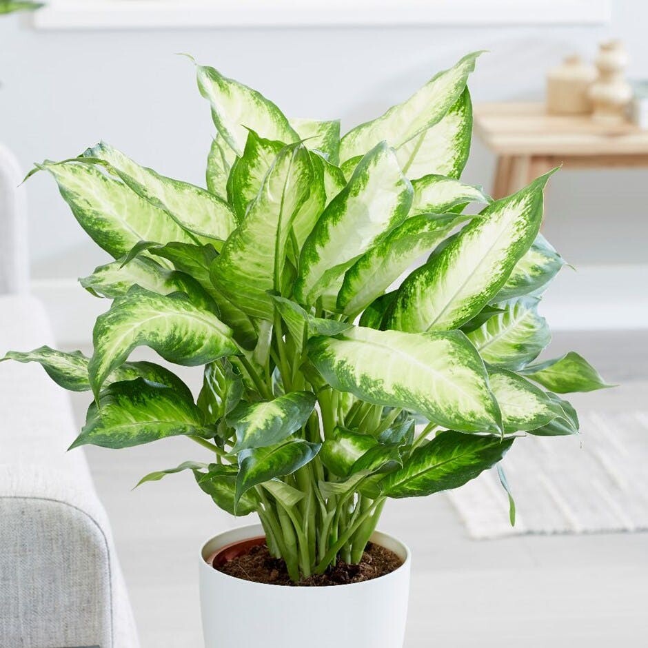 花叶万年青 / 黛粉叶(Dieffenbachia)
