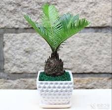 铁树(Zamia pumila)
