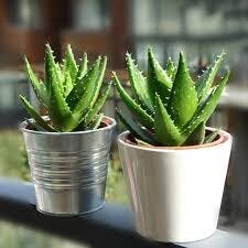 芦荟(Aloe vera)