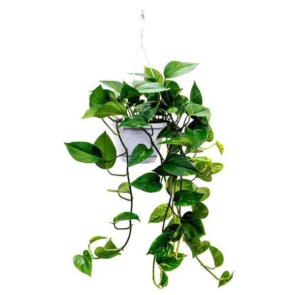 绿萝(Epipremnum aureum)