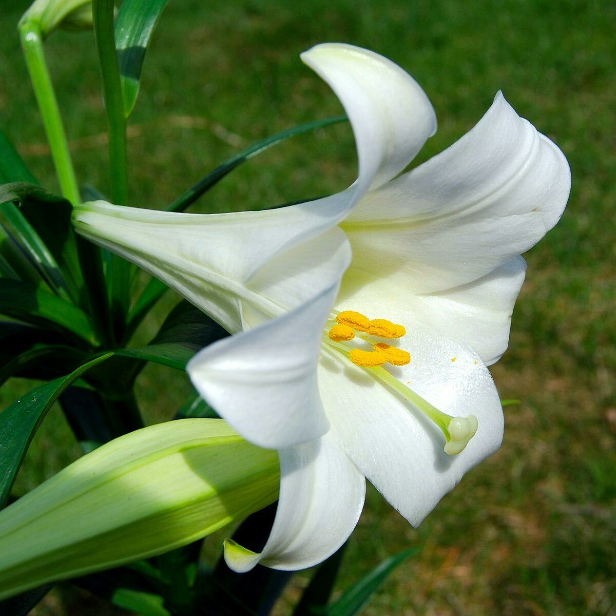 百合(Lilium species)